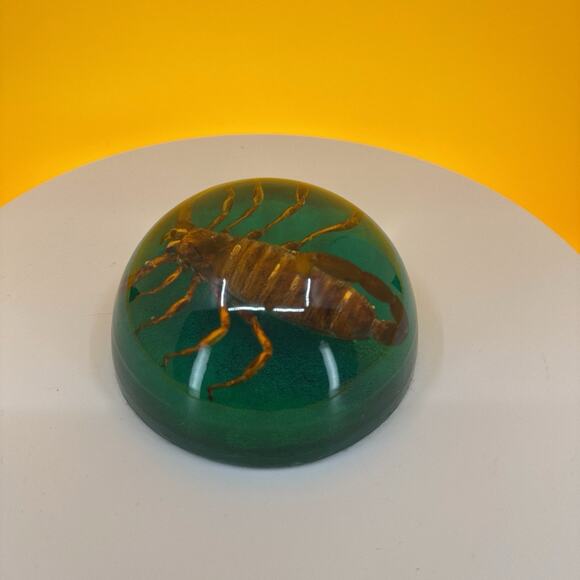 Scorpion Encased in Pexiglass - Picture 9 of 16